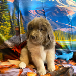 AKC Newfie Puppies<br/>5 of 11 AKC Newfoundland Puppies