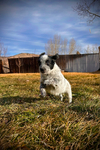 Puppies - Aussie/Border Collie/Cattle Dog/Brittany<br/>Fully Socialized, well-loved farm and family dogs