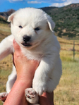 Siberian Husky Puppies