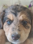 puppy<br/>F1 Standard Bernedoodle