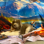 AKC Newfie Puppies<br/>5 of 11 AKC Newfoundland Puppies