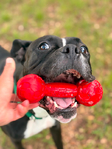Bishop- a Boxer Mix<br/>Saved from Euthanasia- Needs a Home!