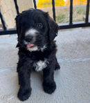 Bernedoodle Mountain Puppies!<br/>Our beautiful Bernedoodle Puppies will be ready to go home to their forever families the week of July Fourth!