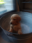Dad is pure bred Golden Retriever. Mom is a Golden Doodle.<br/>Golden Doodle Puppies