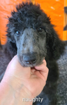 puppy<br/>AKC Standard Poodles