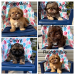 10 week AKC shihtzu Puppies<br/>Adorable AKC shihtzu puppies