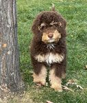 Puppies<br/>Micro Mini Bernedoodles and Corgipoo