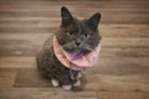 I'm a cat who was left behind when my owner moved away.<br/>Please Share My Story, HELP ME FIND A HOME