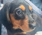 Longhair Dachshund AKC pups!<br/>DNA Tested AKC registered trained pups! 11 wks old!