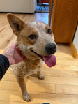 Dog<br/>Found Cattle Dog