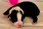Miniature Australian Shepard Puppies<br/>Pure Bred ASDR Registered