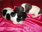 Dogs<br/>Excellent Hybrid Retriever puppies & started dogs available!