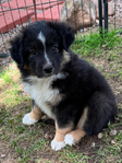 Miniature Australian Shepard<br/>PUPPIES!!!!