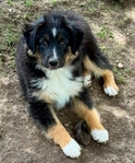 Miniature Australian Shepherd PUPPIES