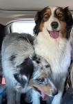 Puppies<br/>Australian Shepherd