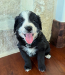 Bernedoodle Mountain Puppies!<br/>Our beautiful Bernedoodle Puppies will be ready to go home to their forever families the week of July Fourth!