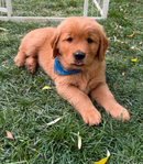 Dark Red Golden Retriever Puppies<br/>Dark Red Golden Retriever puppies