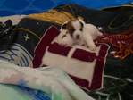 JACK JACKS, JRT's, JACK RUSSELL TERRIER<br/>JACK JACKS, JRT's, JACK RUSSELL TERRIER Registered Pure breed Puppies Born Sept 8th