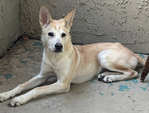 Rare White German Shepherd / Red Heeler