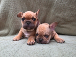 French Bulldog <br/>Akc French bulldog pups
