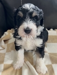 Dog<br/>8 stunning Golden Mtn. Doodle puppies for sale