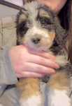 puppy <br/>F1 Bernedoodle