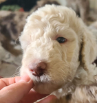 puppy<br/>AKC STANDARD POODLES