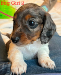 Longhair Dachshund AKC pups!<br/>DNA Tested AKC registered trained pups! 6 wks old!