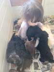puppy<br/>AKC STANDARD POODLES