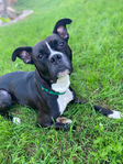 Bishop- a Boxer Mix<br/>Saved from Euthanasia- Needs a Home!