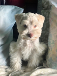 Miniature Schnauzer<br/>﻿Miniature Schnauzer Puppies