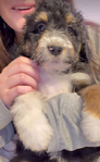 puppy <br/>F1 Bernedoodle