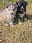 Siberian Husky Puppies