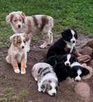 Miniature Australian Shepard<br/>PUPPIES!!!!