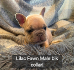 French Bulldog<br/>French Bulldog AKC