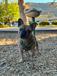 Male French Bulldog<br/>Frankie the French Bulldog