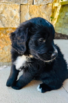 Bernedoodle Mountain Puppies!<br/>Our beautiful Bernedoodle Puppies will be ready to go home to their forever families the week of July Fourth!