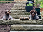 Wirehaired Pointing Griffon<br/>Wirehaired Pointing Griffon Puppies For Sale
