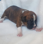 BOXER PUPPIES!<br/>Pure-Bred AKC registered.