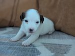 Jack Russell Terrier <br/>Purebred Jack Russell Terrier