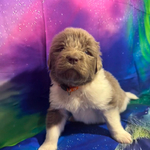 AKC Newfie Puppies<br/>9 of 11 AKC Newfoundland Puppies