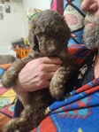 puppy<br/>AKC Standard Poodle