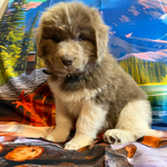 AKC Newfie Puppies<br/>5 of 11 AKC Newfoundland Puppies