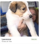 Scottish Collie<br/>Last Few Wonderful Scottish Collie Puppies!