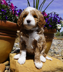 Bernedoodle Puppies<br/>Australian Bernedoodle Puppies