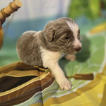 AKC Newfie Puppies<br/>9 of 11 AKC Newfoundland Puppies