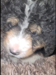 puppy<br/>Registered Standard Bernedoodles