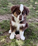 Miniature Australian Shepard<br/>PUPPIES!!!!