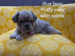 French Bulldog puppies