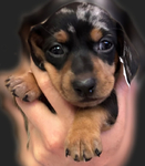Purebred miniature dachshund puppies